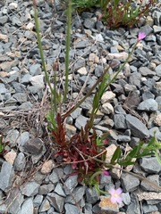 Epilobium billardiereanum