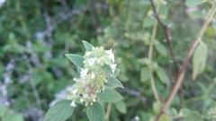 Minthostachys verticillata