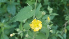 Pseudabutilon virgatum