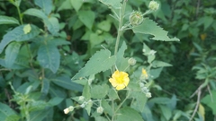 Pseudabutilon virgatum