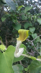 Aristolochia argentina