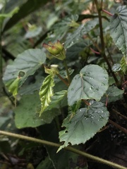 Begonia cornuta