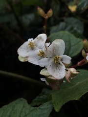 Begonia cornuta