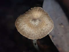 Inocybe calospora