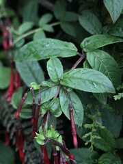 Fuchsia