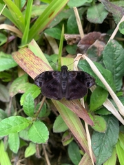 Ebrietas anacreon
