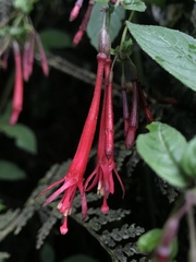 Fuchsia