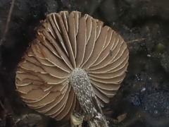 Inocybe calospora