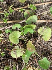 Centella cordifolia