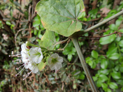 Commicarpus