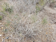 Ephedra antisyphilitica