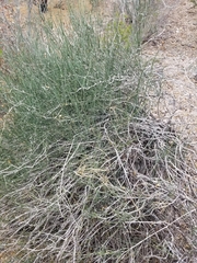 Ephedra antisyphilitica