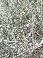 Ephedra antisyphilitica