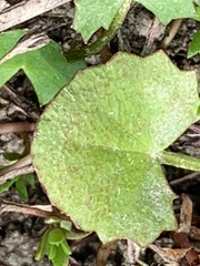 Centella cordifolia