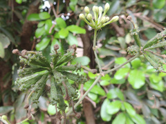 Commicarpus