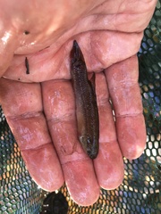 Umbra pygmaea