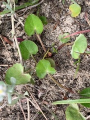 Centella cordifolia