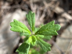 Xanthosia tridentata