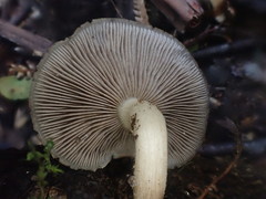 Clitopilus pseudopiperitus