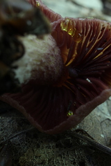 Mycena rutilantiformis