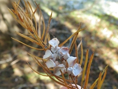 Taxodiomyia cupressi