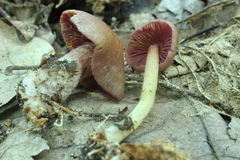 Mycena rutilantiformis