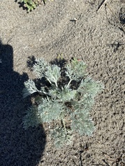 Artemisia pycnocephala