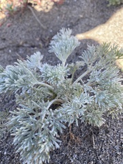 Artemisia pycnocephala