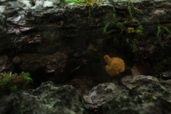 Ophiocordyceps variabilis
