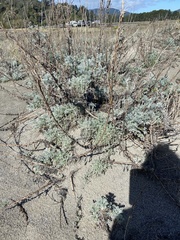 Artemisia pycnocephala