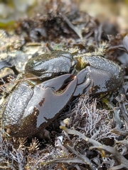 Petrolisthes cabrilloi