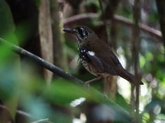Geokichla spiloptera