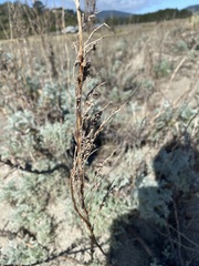 Artemisia pycnocephala
