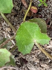 Centella cordifolia