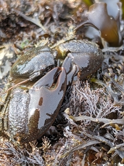Petrolisthes cabrilloi