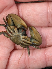 Petrolisthes cabrilloi