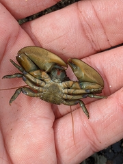 Petrolisthes cabrilloi
