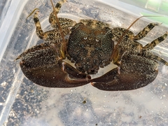 Petrolisthes cabrilloi
