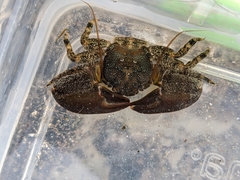 Petrolisthes cabrilloi