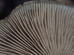 Clitopilus pseudopiperitus