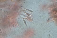 Clitopilus pseudopiperitus