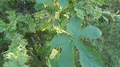 Passiflora morifolia