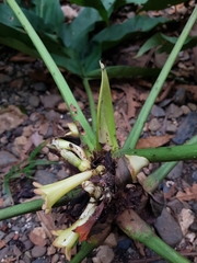 Pentagonia lobata