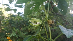 Passiflora morifolia