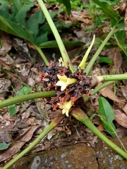 Pentagonia lobata