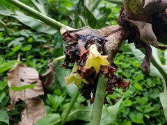 Pentagonia lobata