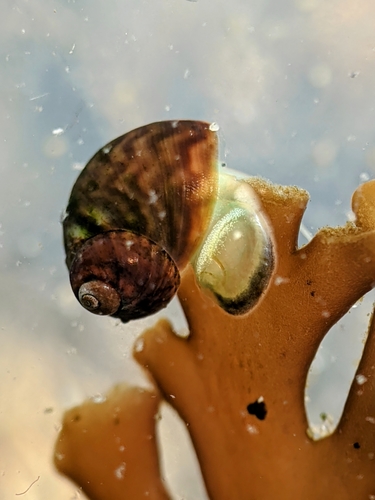 chink snail