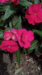 Impatiens
