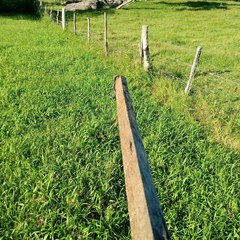 Dipsas ventrimaculata