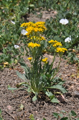 Packera tridenticulata